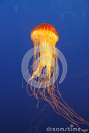 Jellyfish at Vancouver Aquarium, Stanley Park, BC Stock Photo